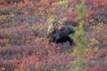 Bull Moose, Denali Alaska USA Royalty Free Stock Photo