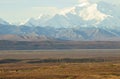 Bull Moose in Denali National Park Alaska in Autumn Royalty Free Stock Photo