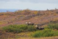 Bull Moose in Denali National Park Alaska in Autumn Royalty Free Stock Photo