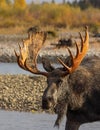 Bull Moose Portrait in the Rut in Autumn in Wyoming Royalty Free Stock Photo
