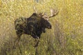 Bull Moose During the Fall Rut in Wyoming Royalty Free Stock Photo