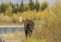 Bull Moose During the Fall Rut in Wyoming Royalty Free Stock Photo