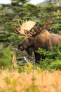 Bull Moose Poses in Forest Clearing During Fall Rut