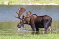 Bull Moose Feeding in a Mountain Lake. Shiras Moose in the Rocky Mountains of Colorado Royalty Free Stock Photo