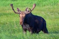 Bull Moose in a field of grass in Northern Colorado Royalty Free Stock Photo