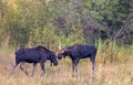 Bull Moose Fighting in Wyoming in Fall