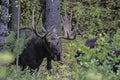 Bull Moose following his female through the woods. Royalty Free Stock Photo