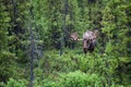 Bull moose in the forrest