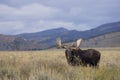 Bull Moose in Grand Teton National Park in Autumn Royalty Free Stock Photo