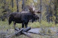 Bull Moose in Grand Teton National Park