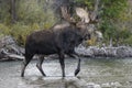 Bull Moose in Grand Teton National Park