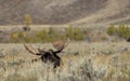 Bull Moose in Bedded in Autumn in Grand Teton National Park Royalty Free Stock Photo
