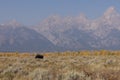 Bull Moose in Grand Teton National Park Wyoming in Fall Royalty Free Stock Photo