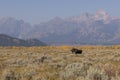 Bull Moose in Grand Teton National Park Wyoming in Fall Royalty Free Stock Photo