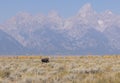 Bull Moose in Grand Teton National Park Wyoming in Fall Royalty Free Stock Photo