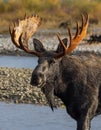 Bull Shiras Moose Portrait in Wyoming in Autumn Royalty Free Stock Photo