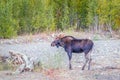 A bull moose in Grand Teton National Park.Wyoming.USA Royalty Free Stock Photo