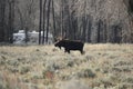 A bull moose in Grand Teton NP