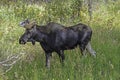 A bull Moose in green grass in The Grand Tetons. Royalty Free Stock Photo