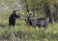 Two Bull Moose standing in green grass. Royalty Free Stock Photo