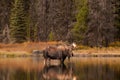 Bull Moose Royalty Free Stock Photo