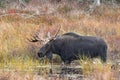 A Bull Moose with huge antlers Alces alces grazing in a pond in Algonquin Park, Canada in autumn Royalty Free Stock Photo