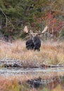 A Bull Moose with huge antlers Alces alces grazing in a pond in Algonquin Park, Canada in autumn Royalty Free Stock Photo