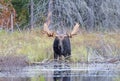 Bull Moose with huge antlers grazing in a pond in Algonquin Park, Ontario, Canada in autumn. Royalty Free Stock Photo
