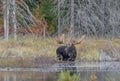 A Bull Moose with huge antlers grazing in a pond in Algonquin Park, Ontario, Canada in autumn. Royalty Free Stock Photo