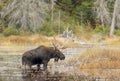 A Bull Moose with huge antlers grazing in a pond in Algonquin Park, Ontario, Canada in autumn. Royalty Free Stock Photo