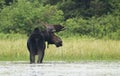 A Bull Moose with huge velvet antlers Alces alces grazing in the marshes of Opeongo lake in Algonquin Park, Canada Royalty Free Stock Photo