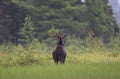 A Bull Moose with huge velvet antlers Alces alces grazing in the marshes of Opeongo lake in Algonquin Park, Canada Royalty Free Stock Photo