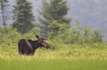 A Bull Moose with huge velvet antlers Alces alces grazing in the marshes of Opeongo lake in Algonquin Park, Canada Royalty Free Stock Photo