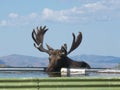 Bull Moose Alces alces