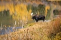 Bull moose in lake with autumn colors