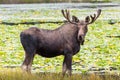 Bull Moose in Lake - Shiras Moose of The Colorado Rocky Mountain Royalty Free Stock Photo