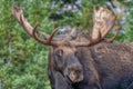 Bull Moose