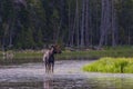 Bull Moose in a Mountain Lake.at Sunrise. Colorado Rocky Mountains Royalty Free Stock Photo