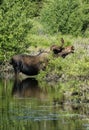 Bull moose in pond