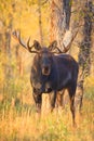 Bull Moose Portrait Royalty Free Stock Photo