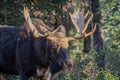 Bull Moose Portrait in Autumn in Grand Teton National Park Royalty Free Stock Photo
