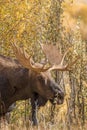 Bull Moose Portrait Royalty Free Stock Photo