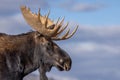 Bull Moose Portrait During the Rut in Wyoming in Autumn Royalty Free Stock Photo