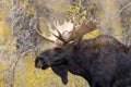 Bull Moose Portrait During the Rut in Wyoming Royalty Free Stock Photo