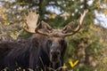 Bull Moose Portrait in Wyoming in Autumn Royalty Free Stock Photo