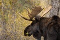 Bull Moose Portrait in Wyoming in Autumn Royalty Free Stock Photo