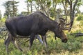 Bull Moose Profile Royalty Free Stock Photo