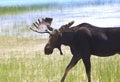 Bull Moose Ready to Charge Royalty Free Stock Photo