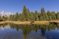 Bull Moose Reflection in Autumn in Grand Teton National Park Wyoming Royalty Free Stock Photo