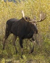 Bull Moose During the Rut in Fall in Wyoming Royalty Free Stock Photo